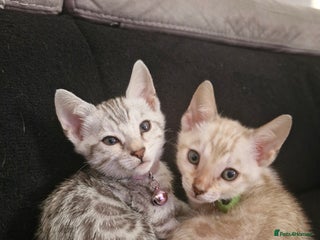 Bengal cats - Advert 4