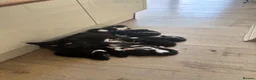 British Shorthair cats for sale: 4 Girls & 2 Boys Kittens Available - Advert 12