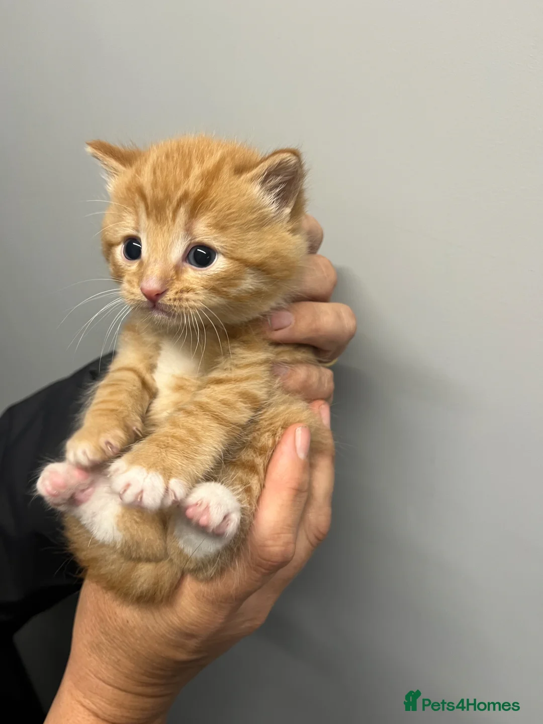 Mixed Breed cats for sale: Gorgeous litter of kittens  in Bristol - Advert 8