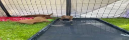 Australian Labradoodle dogs for sale: Australian Labradoodle puppies - Advert 20