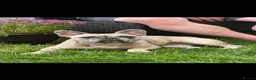 French Bulldog dogs for sale: Adorable French Bulldog for sale  - Advert 9