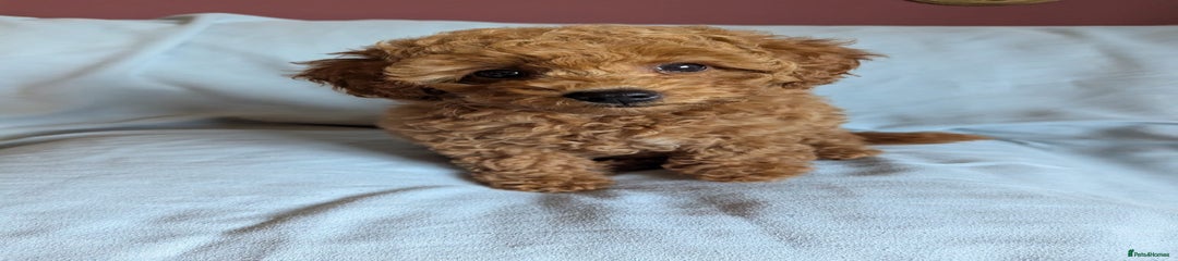 Toy Poodle Puppy 2