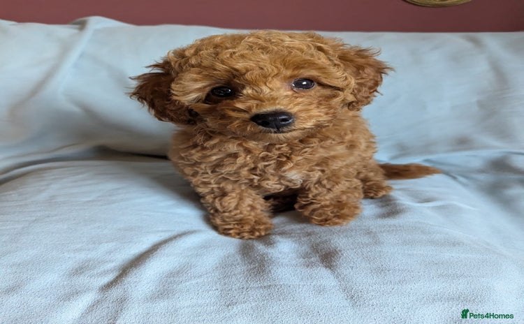 Toy Poodle dogs - Advert 4