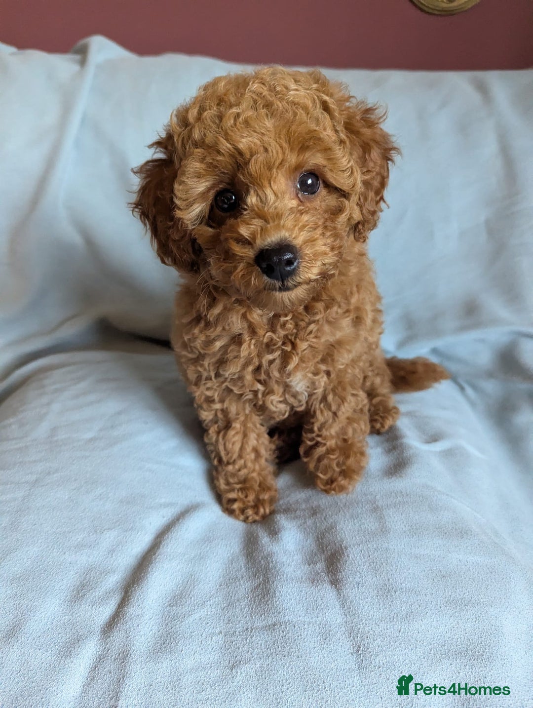 Toy Poodle dogs for sale: Tiny Red Toy Poodles Available now - Image 3