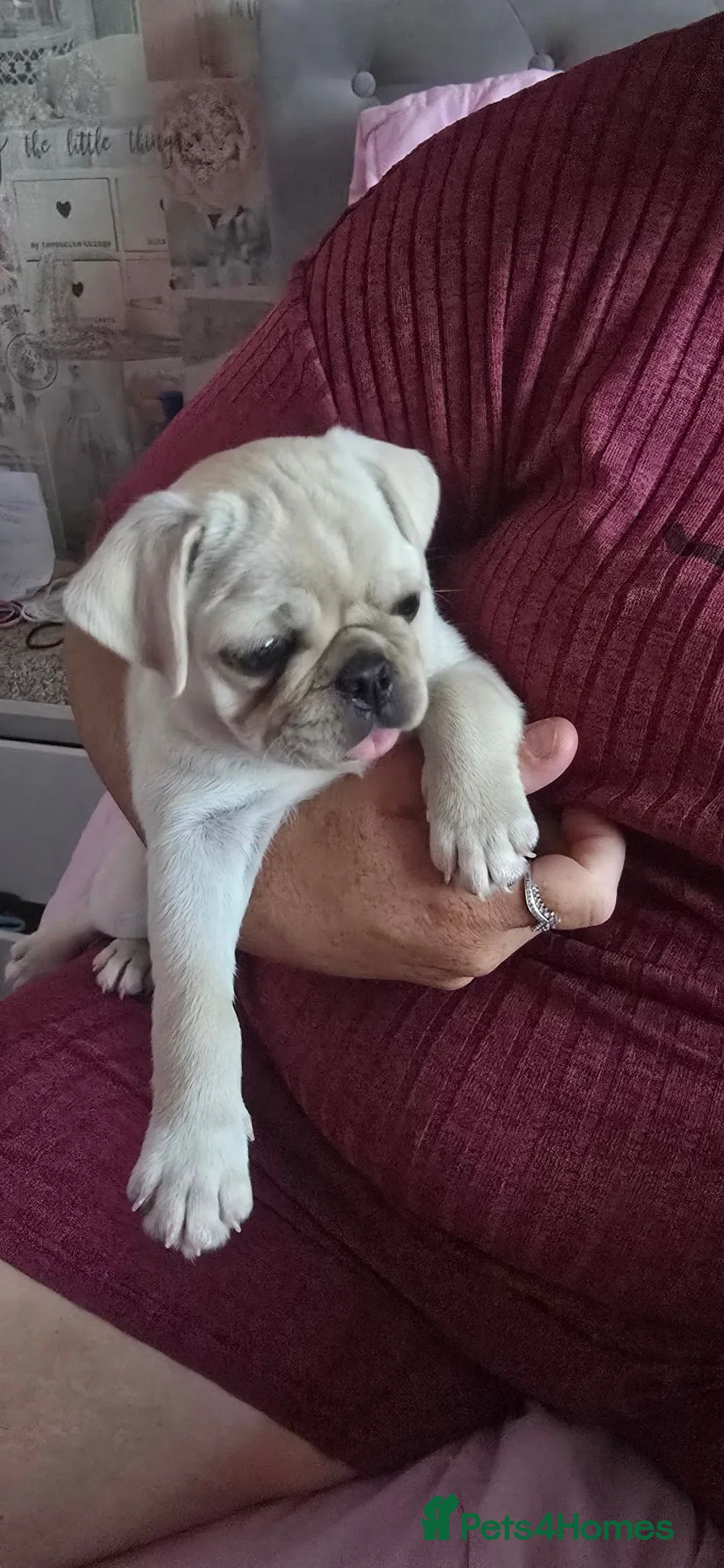 Pug dogs for sale: Beautiful girl - Advert 1