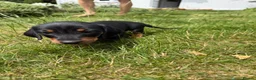 Miniature Dachshund dogs for sale: Miniature dachshund puppies  in Winchester - Advert 15