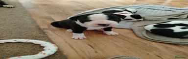 Staffordshire Bull Terrier 1