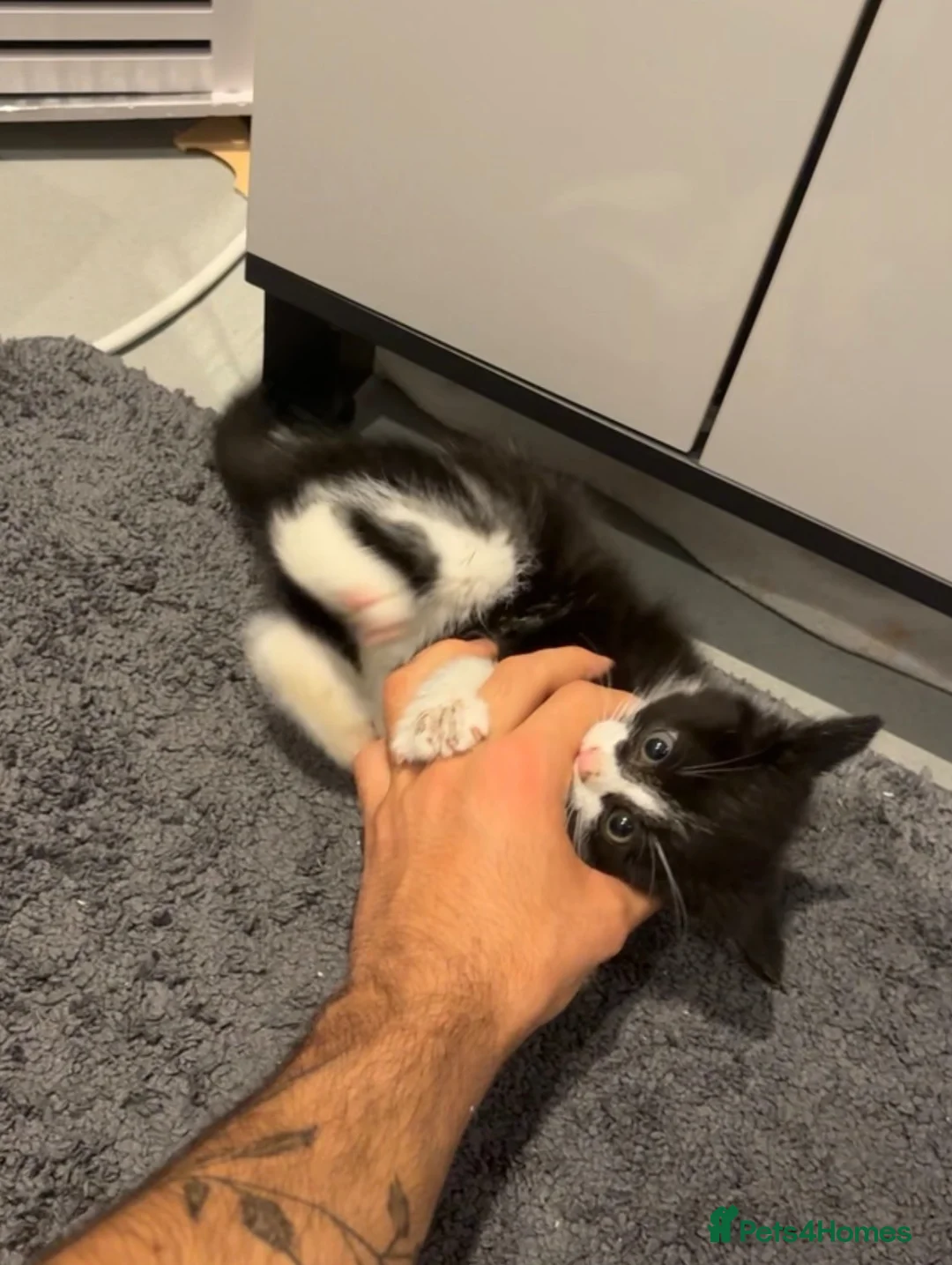 Domestic Shorthair cats for sale: Domestic Shorthair in Blackpool - Advert 1