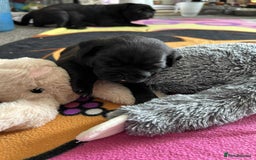 Pug dogs for sale: KCreg pug puppies for sale. - Image 14