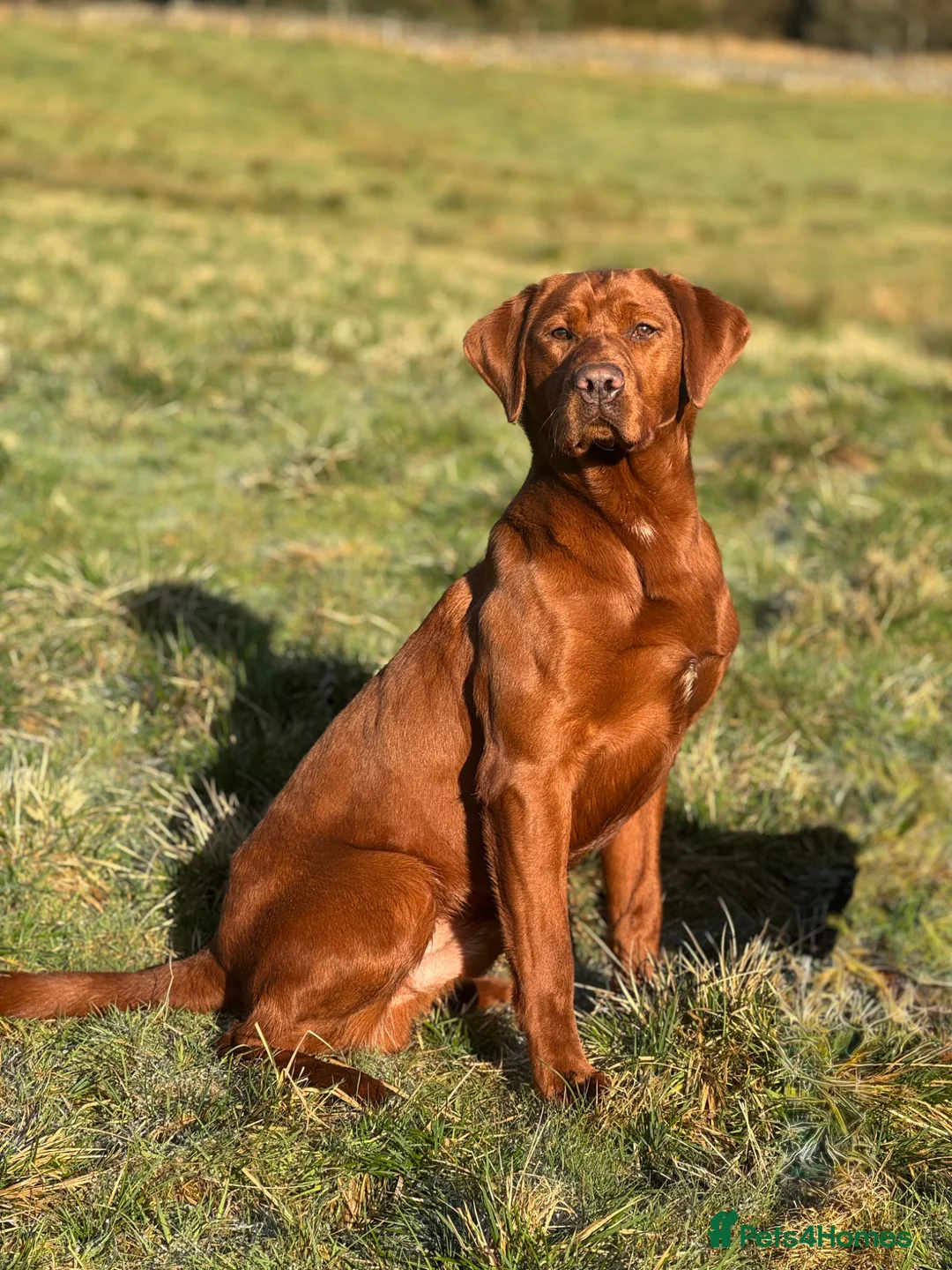 Labrador Retriever dogs for stud: DARK RED FULLY HEALTH TESTED LABRADOR STUD - Advert 2