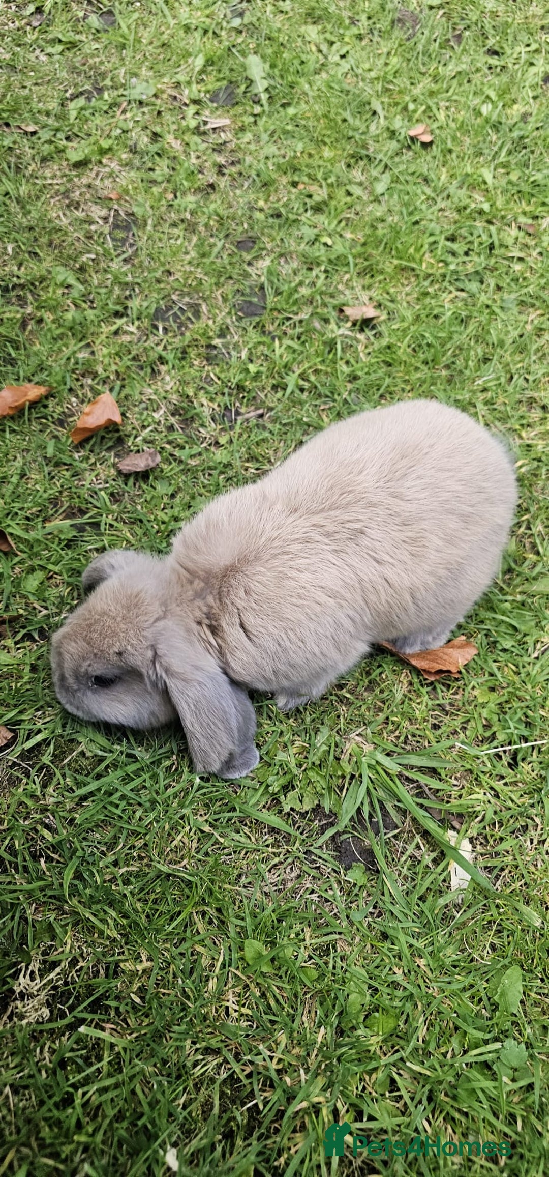Mini Lion Lop rabbits for sale: Mini lop - Image 5