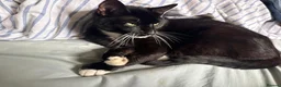 British Shorthair cats for sale:  kittens for sale.  - Advert 4