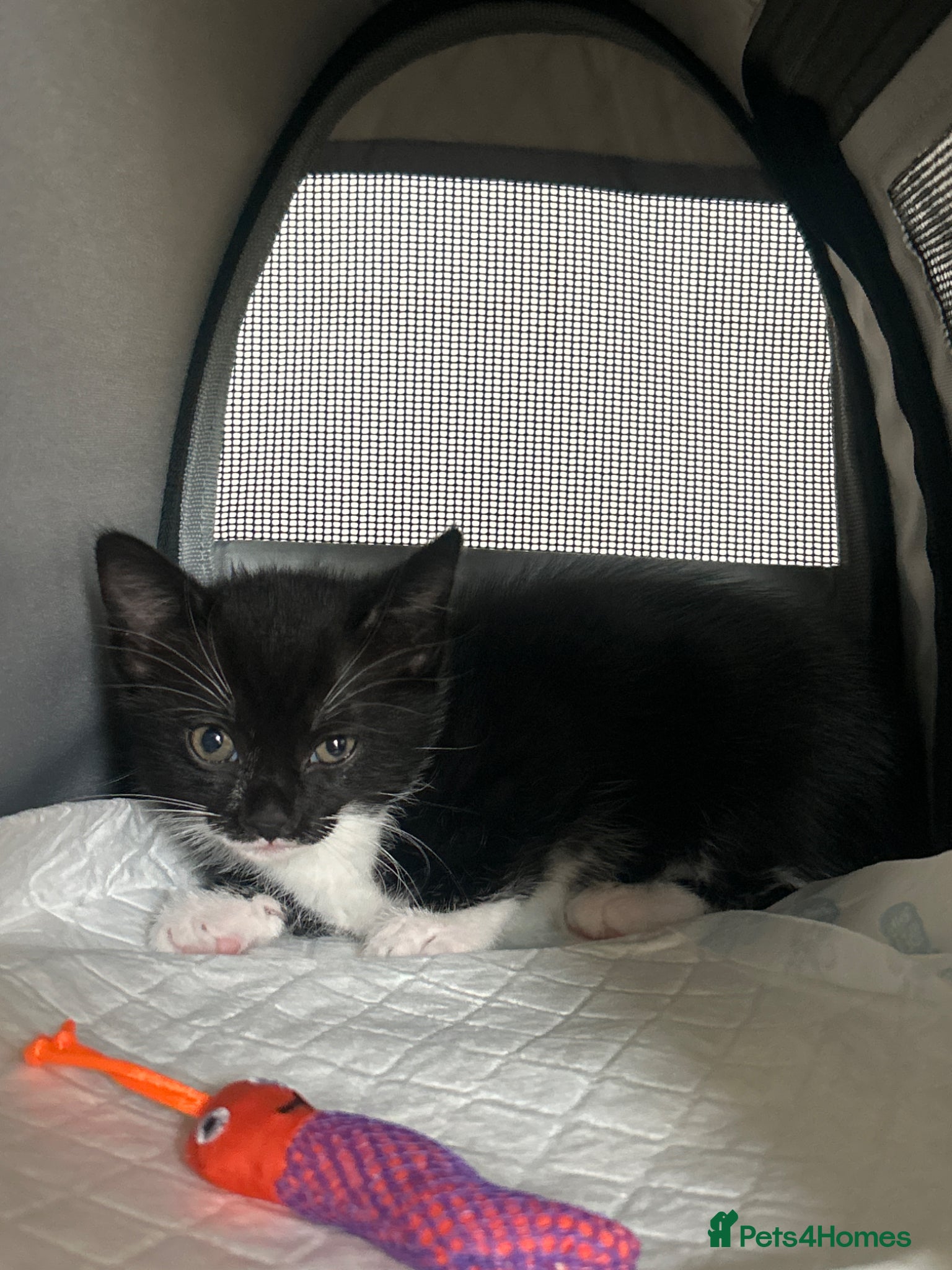 Mixed Breed cats Female mixed breed kitten for sale - Advert 1