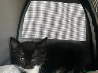 Mixed Breed cats Female mixed breed kitten for sale - Advert 1