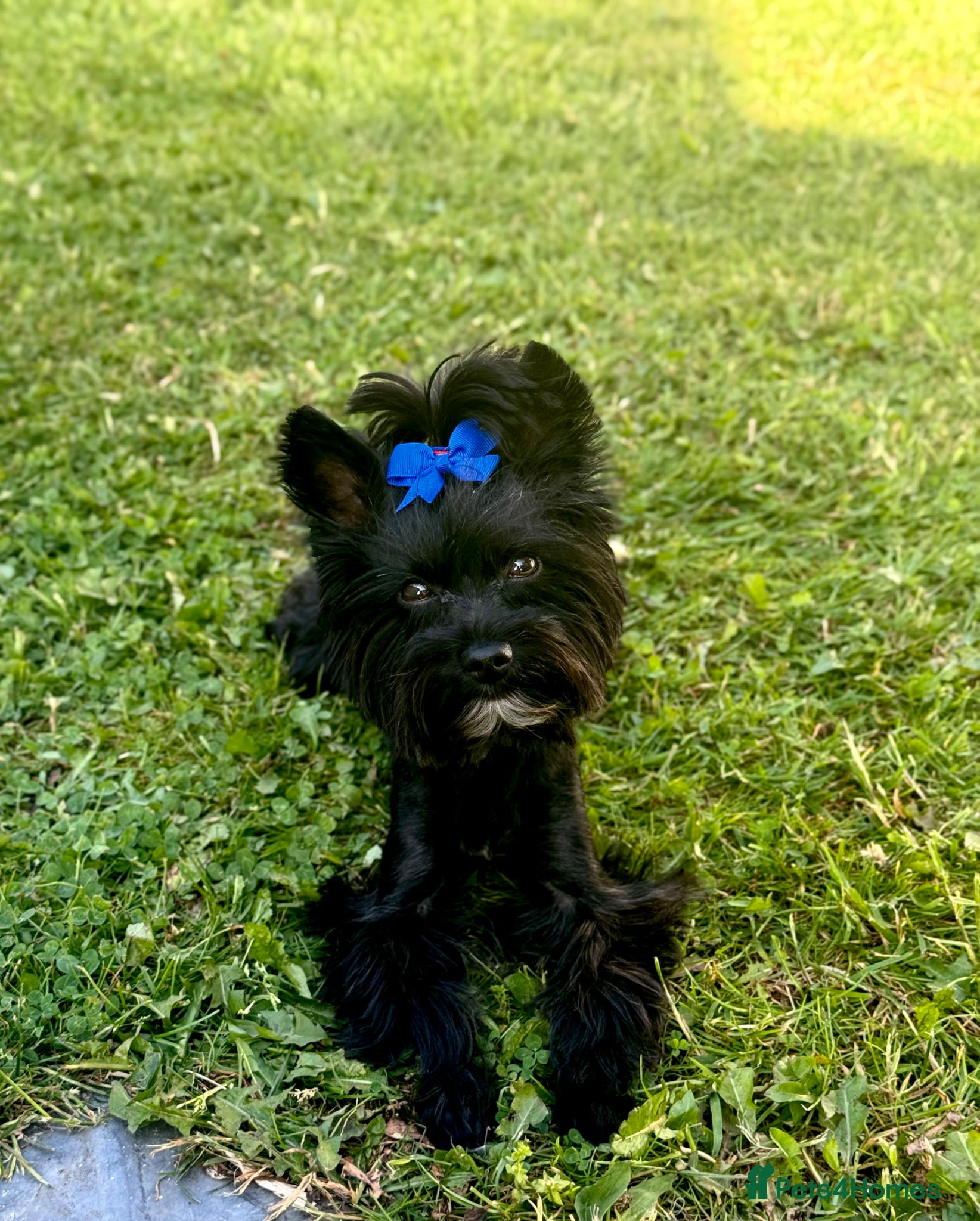 Yorkshire Terrier dogs Black Yorkshire Terrier Stud - Advert 1