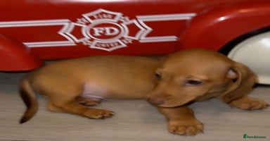 Dachshund dogs - Advert 11