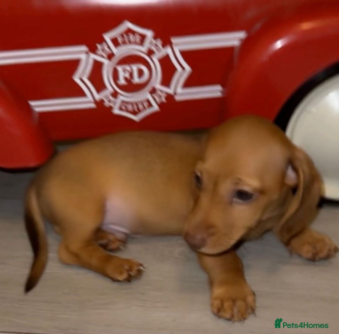Dachshund dogs for sale: Dachshunds - Image 3