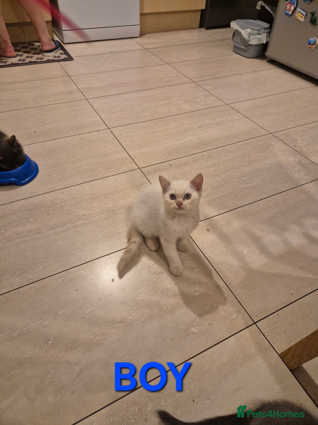 British Shorthair cats for sale: Male British Shorthair kittens - Image 4