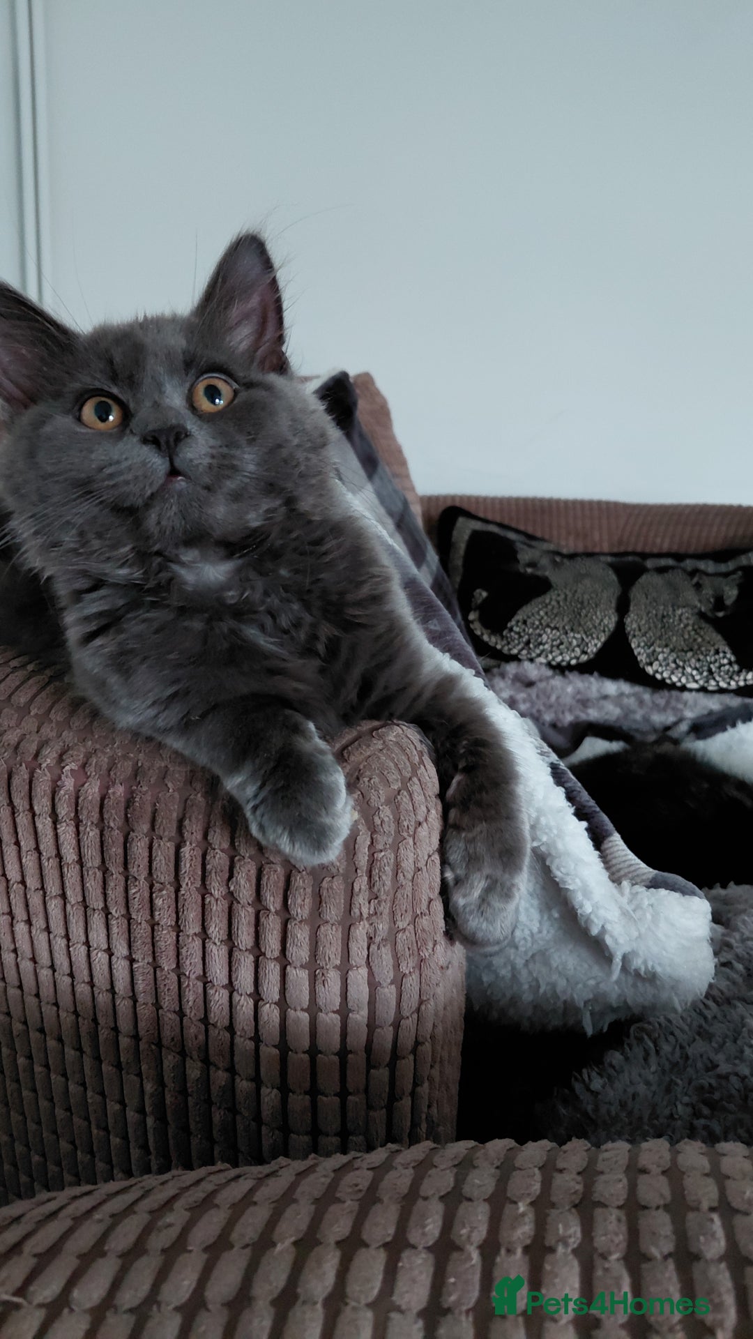 Mixed Breed cats for stud: Gorgeous silver grey boy - Advert 6