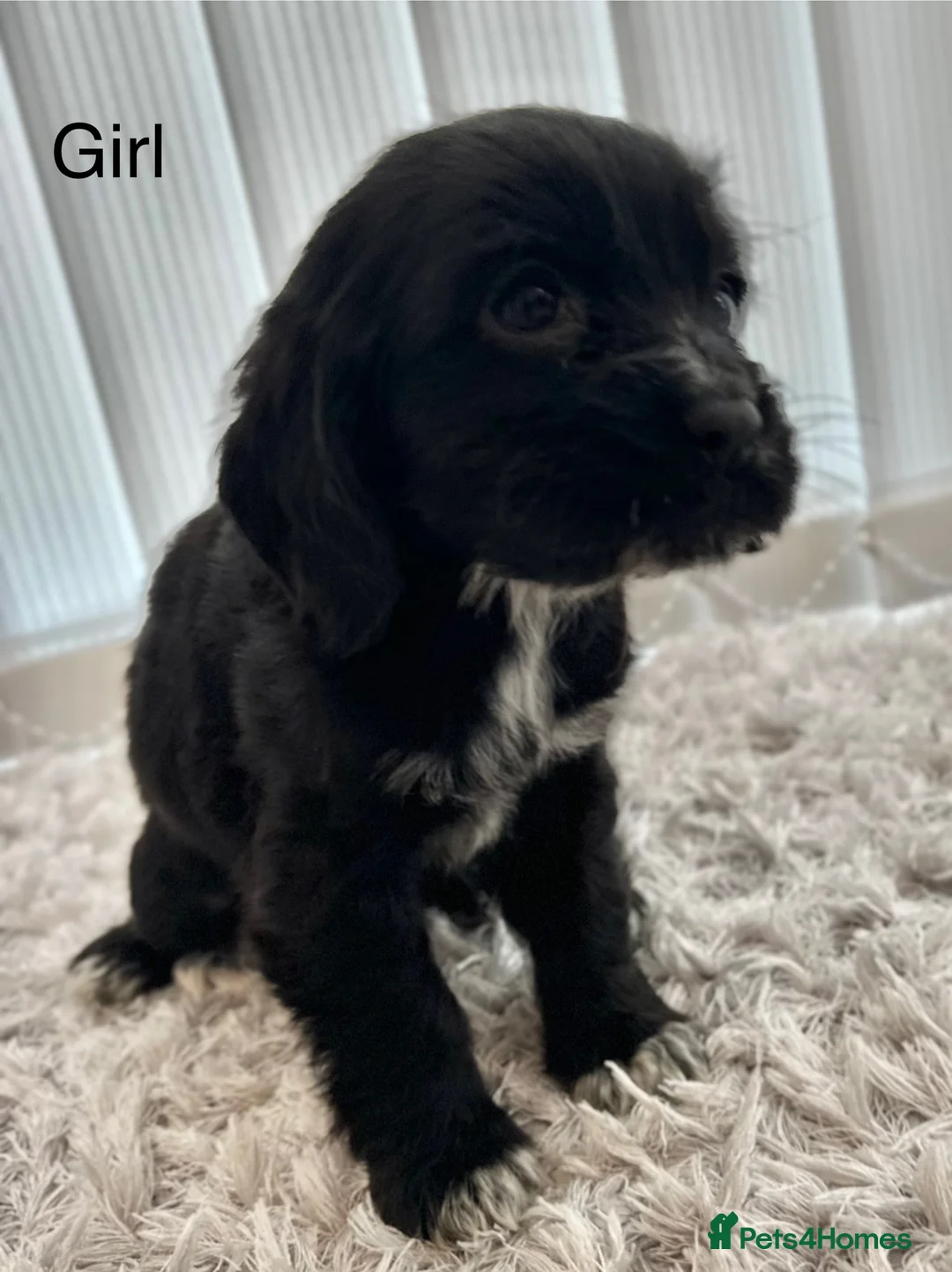 Cockalier dogs for sale: Cocker Spaniel Cavalier King Charles Puppy puppies - Advert 10