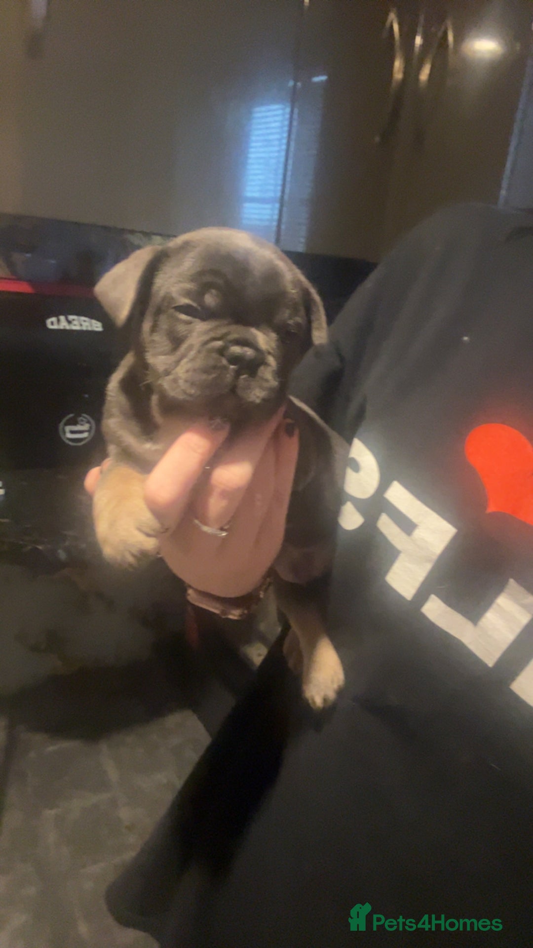 French Bulldog dogs for sale: French bulldog puppies  - Advert 2