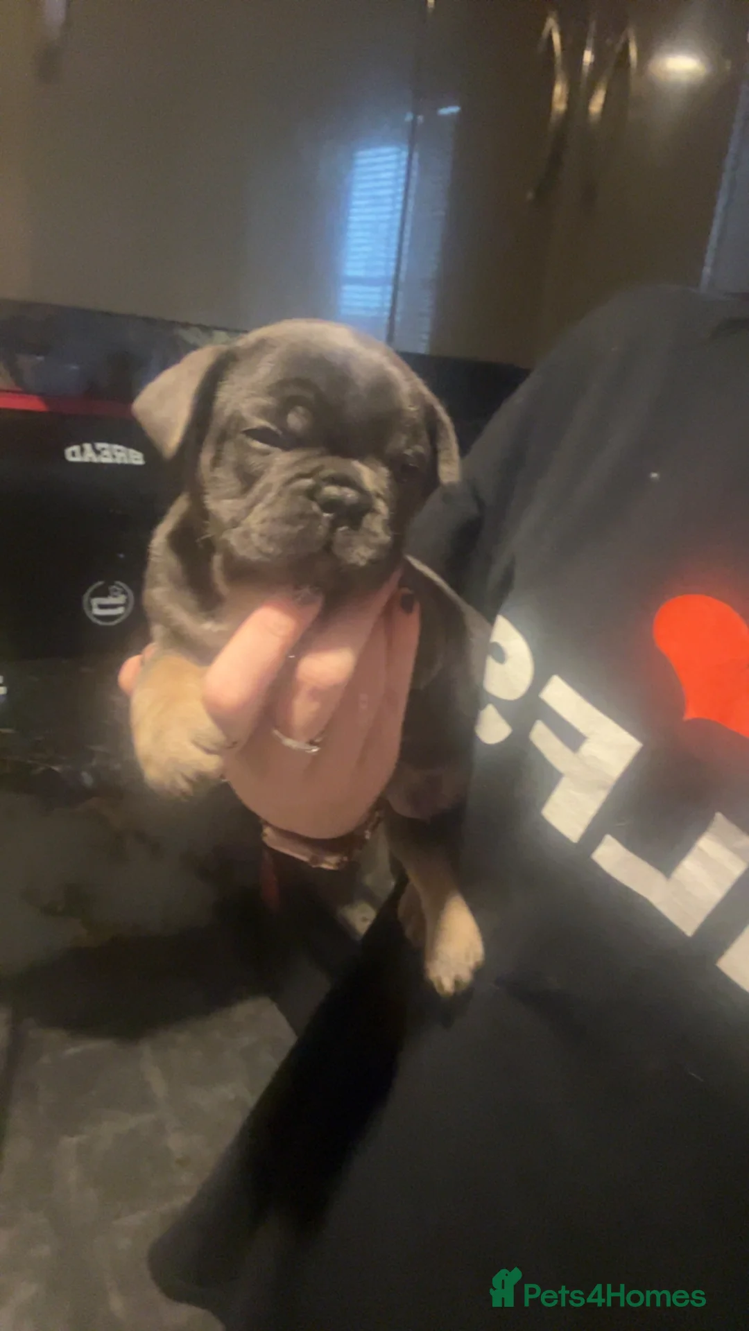 French Bulldog dogs for sale: French bulldog puppies  - Advert 2