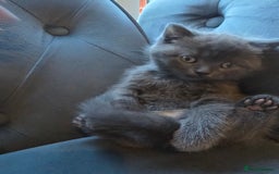 British Shorthair cats for sale: Gorgeous half British short-hair kittens - Image 7