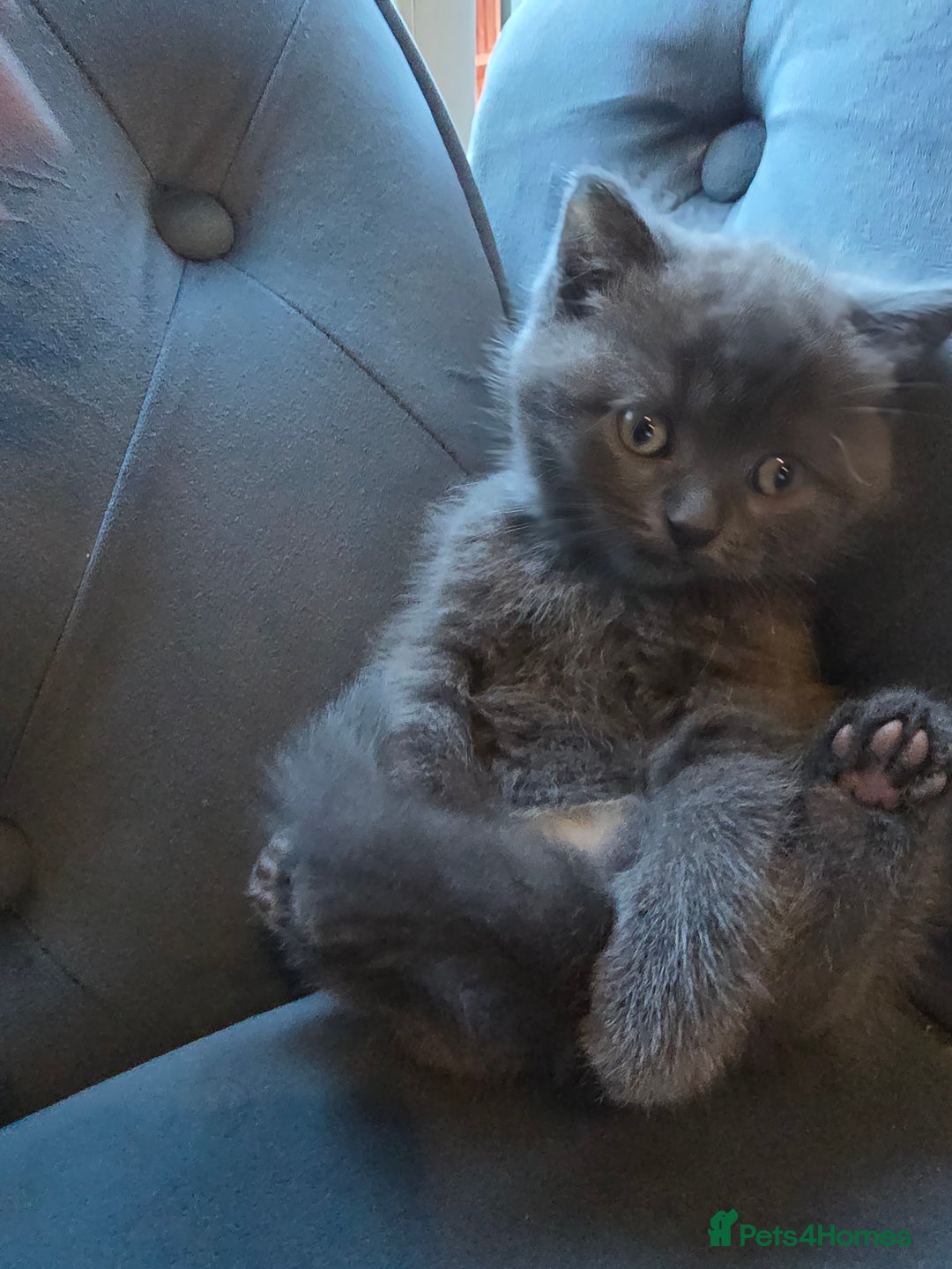 British Shorthair cats for sale: Gorgeous half British short-hair kittens - Image 7