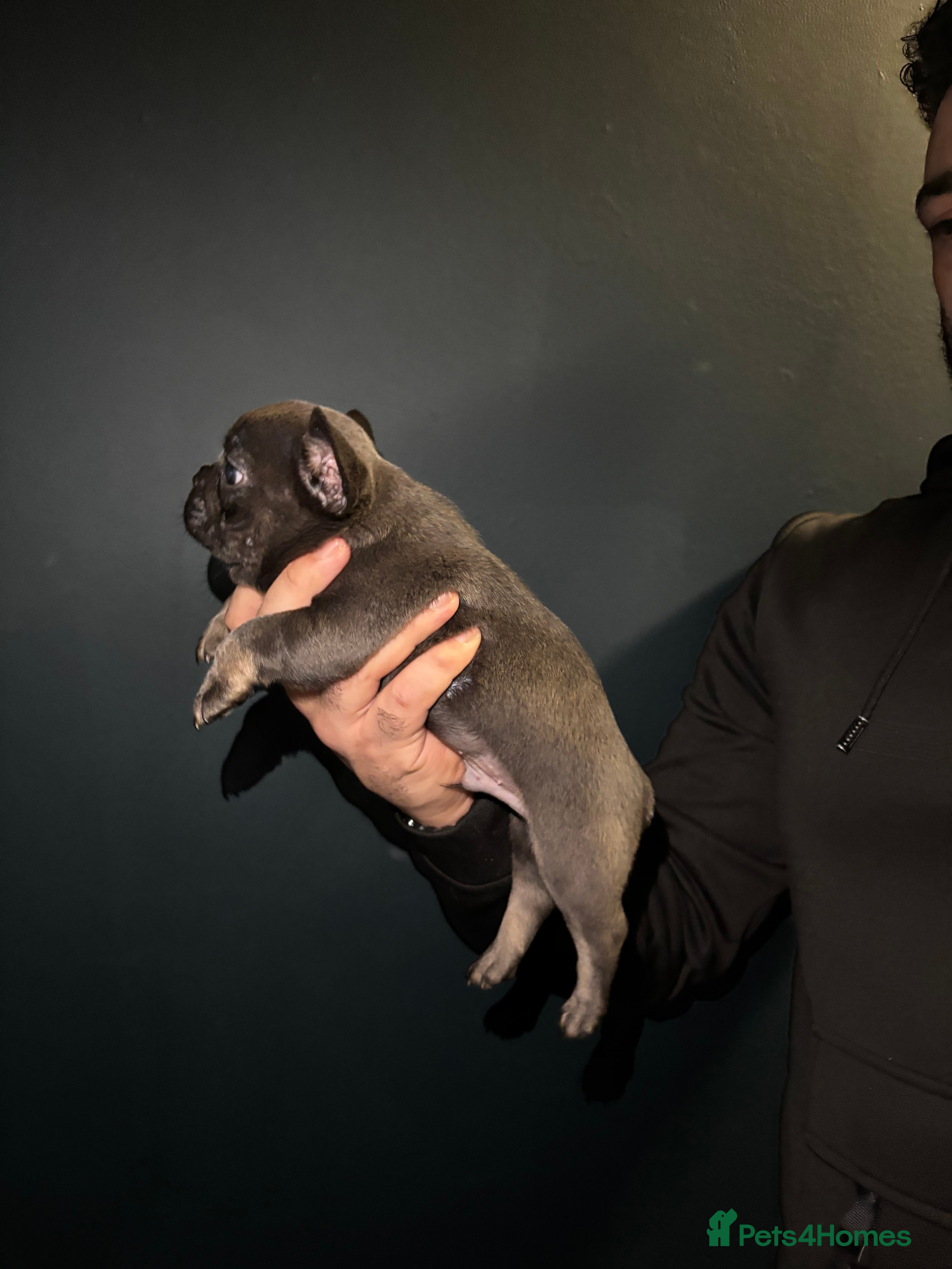 French Bulldog dogs French bulldog puppies - Advert 1