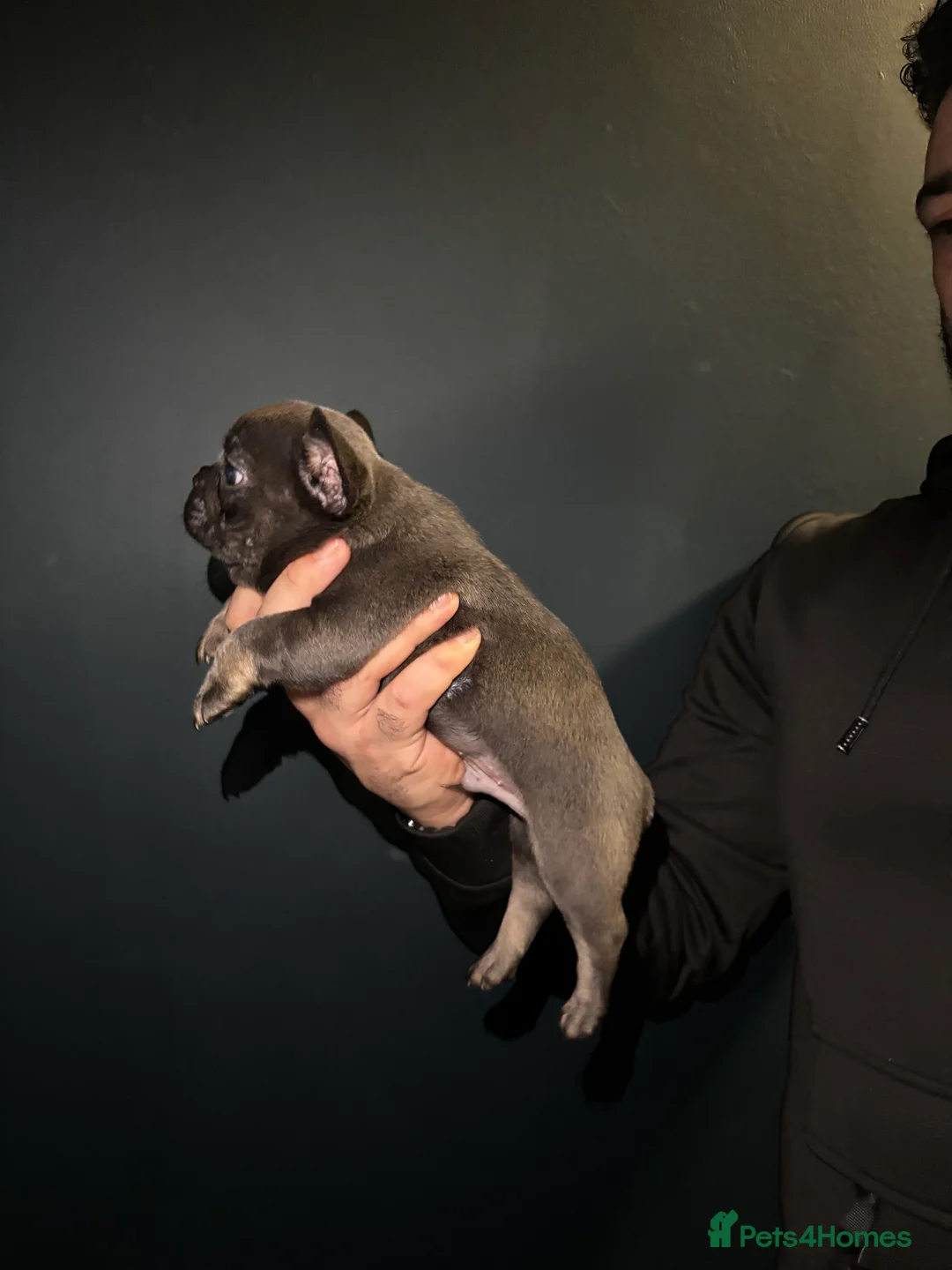 French Bulldog dogs for sale: French bulldog puppies - Advert 1