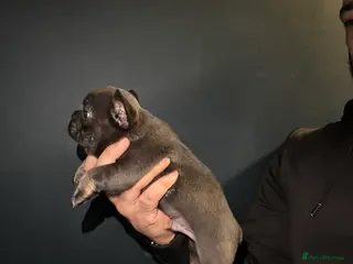 French Bulldog dogs French bulldog puppies - Advert 16