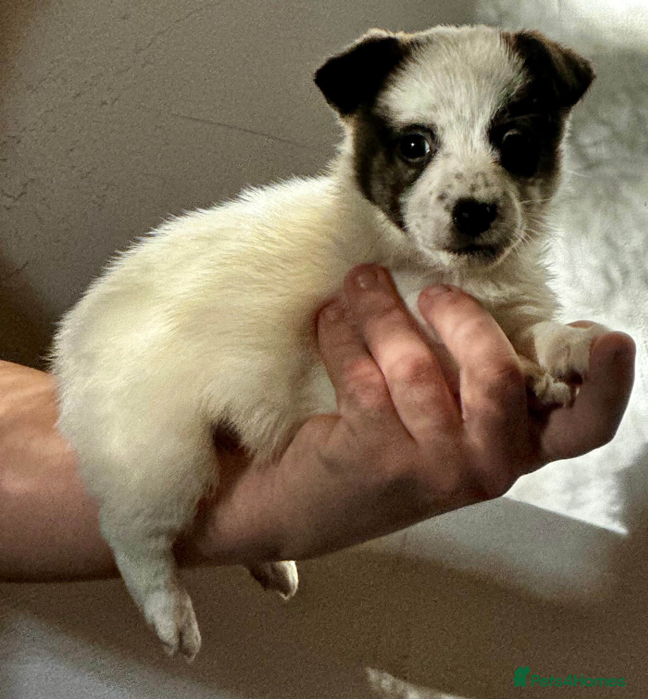 Jack Russell dogs Superb KC Reg’d Jack Russell Terrier DNA CLEAR - Advert 1