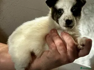 Jack Russell dogs Superb KC Reg’d Jack Russell Terrier DNA CLEAR - Advert 4