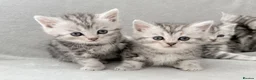 Persian cats for sale: Gorgeous chinchilla persian x Maine coon kittens  - Advert 6