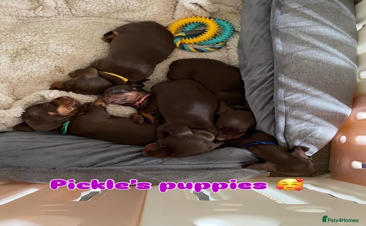 Miniature Dachshund dogs - Advert 7