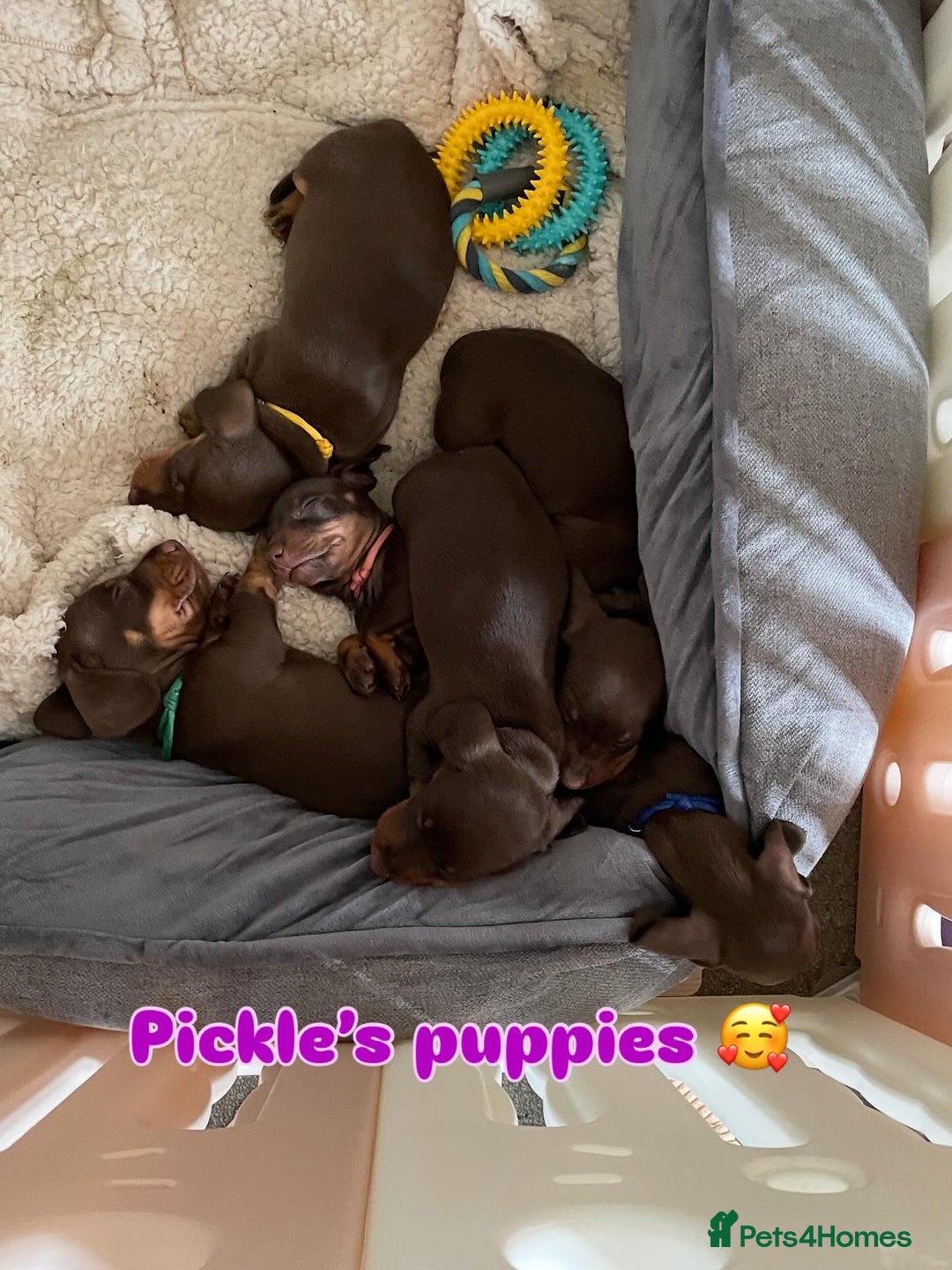 Miniature Dachshund dogs for sale: Cute Chocolate & Tan Miniature Dachshund Puppies - Image 1