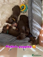 Miniature Dachshund dogs - Advert 10