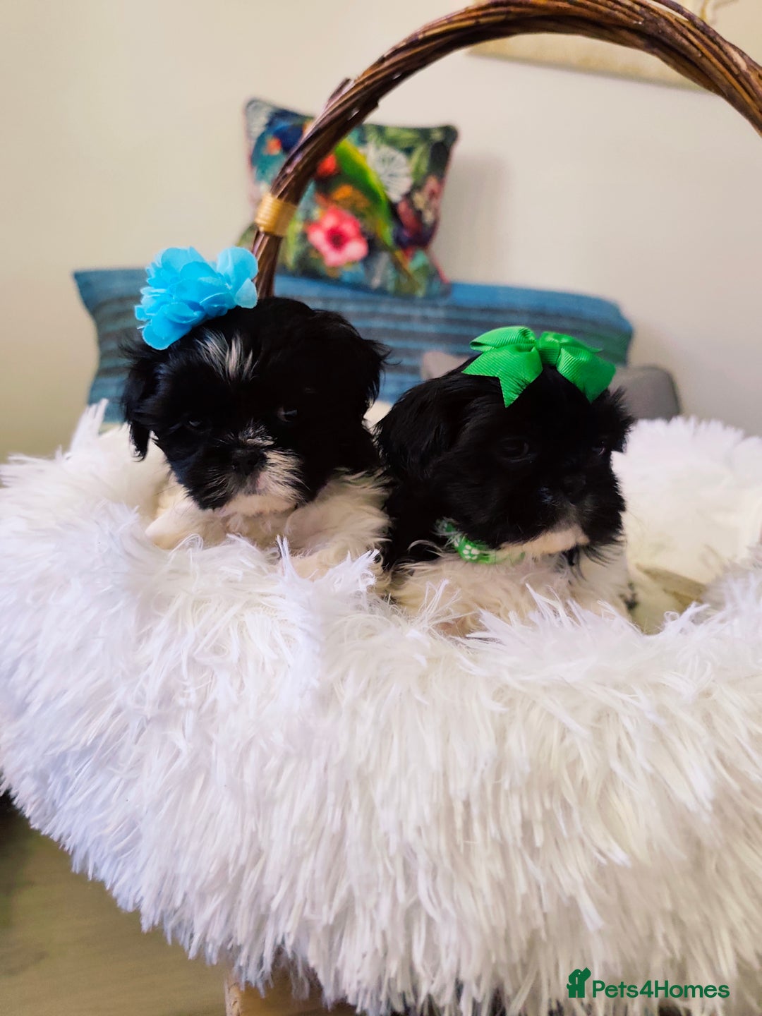 Shih Tzu dogs for sale: Shih Tzu puppies 1 boy available Redy Now!!! - Image 2
