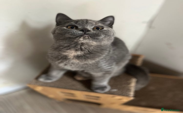 British Shorthair cats - Advert 5