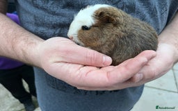 Guinea Pig rodents for sale: 4 Guinea pigs  - Image 2