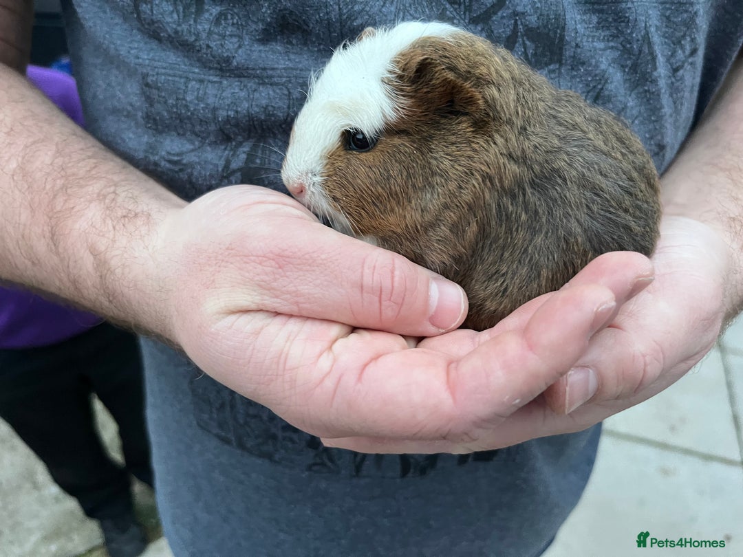 Guinea Pig rodents for sale: 4 Guinea pigs  - Image 2