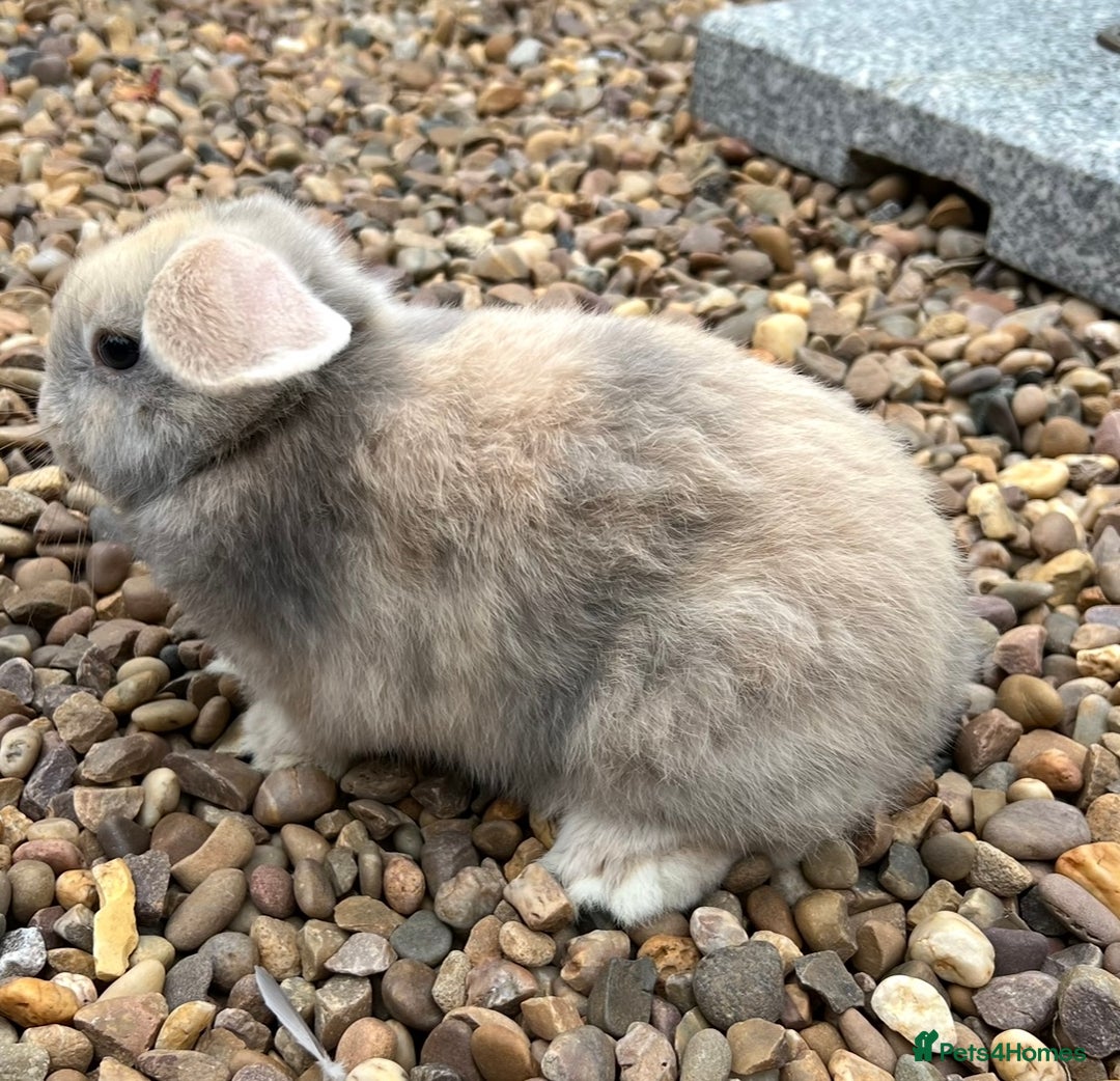 Mini Lop rabbits for sale: Mini Lops Ready now!!!!  in Coalville - Image 20