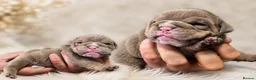 English Bulldog dogs for sale: Excellent healthy Puppies please read advert - Advert 11