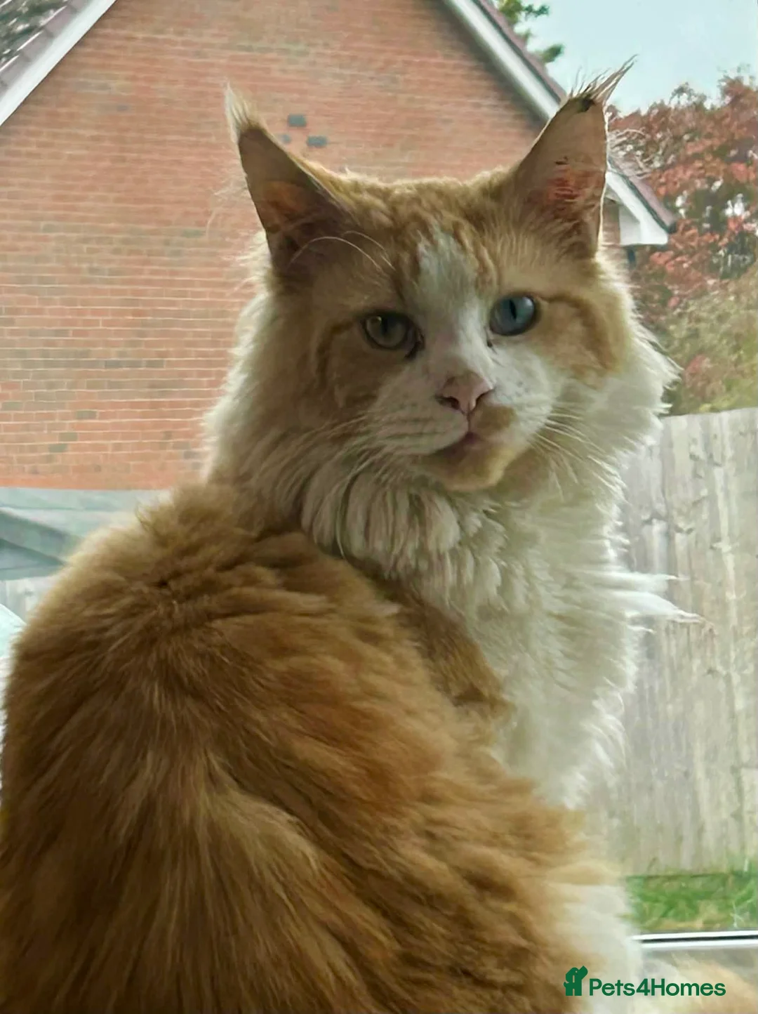 Maine Coon cats for sale: 6 lovely Maine coon kittens  - Advert 2