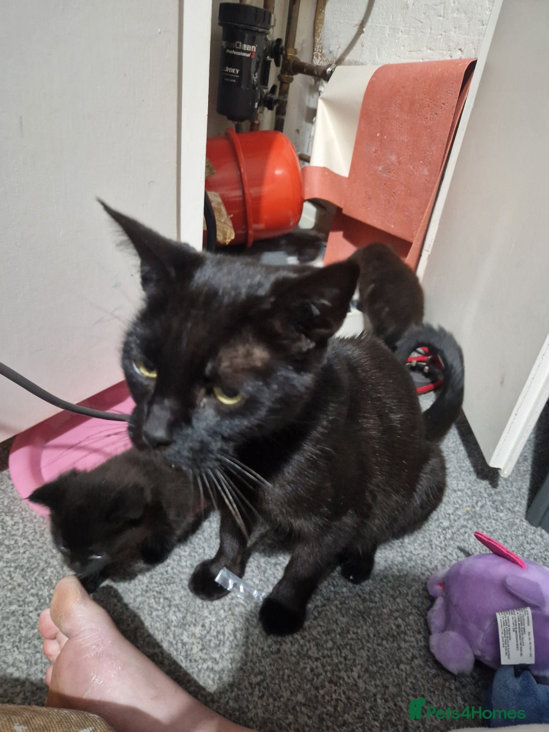 Mixed Breed cats for sale: Beautiful healthy kittens looking  - Advert 8