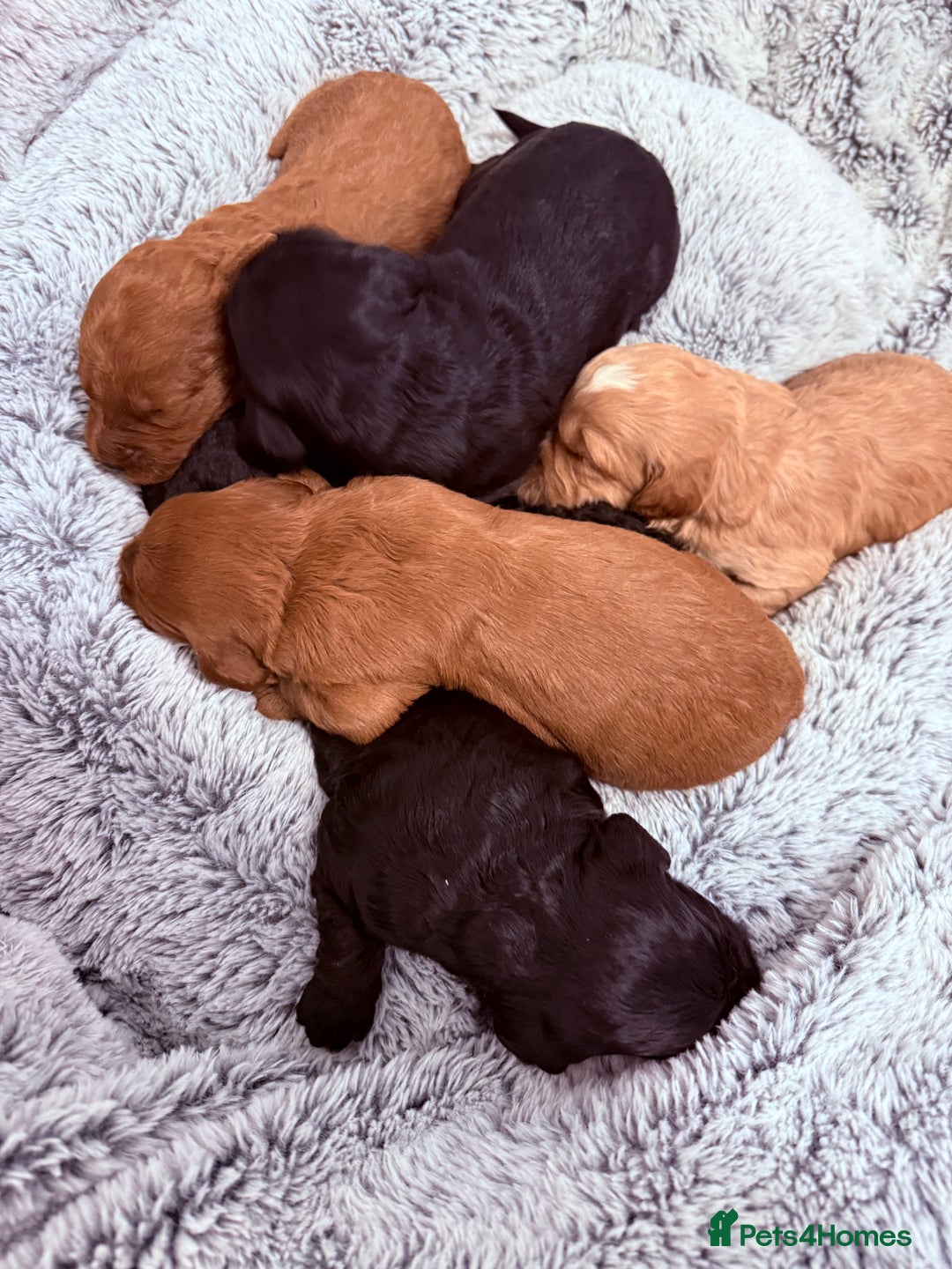 Labradoodle dogs for sale: Australian labradoodles  - Advert 3