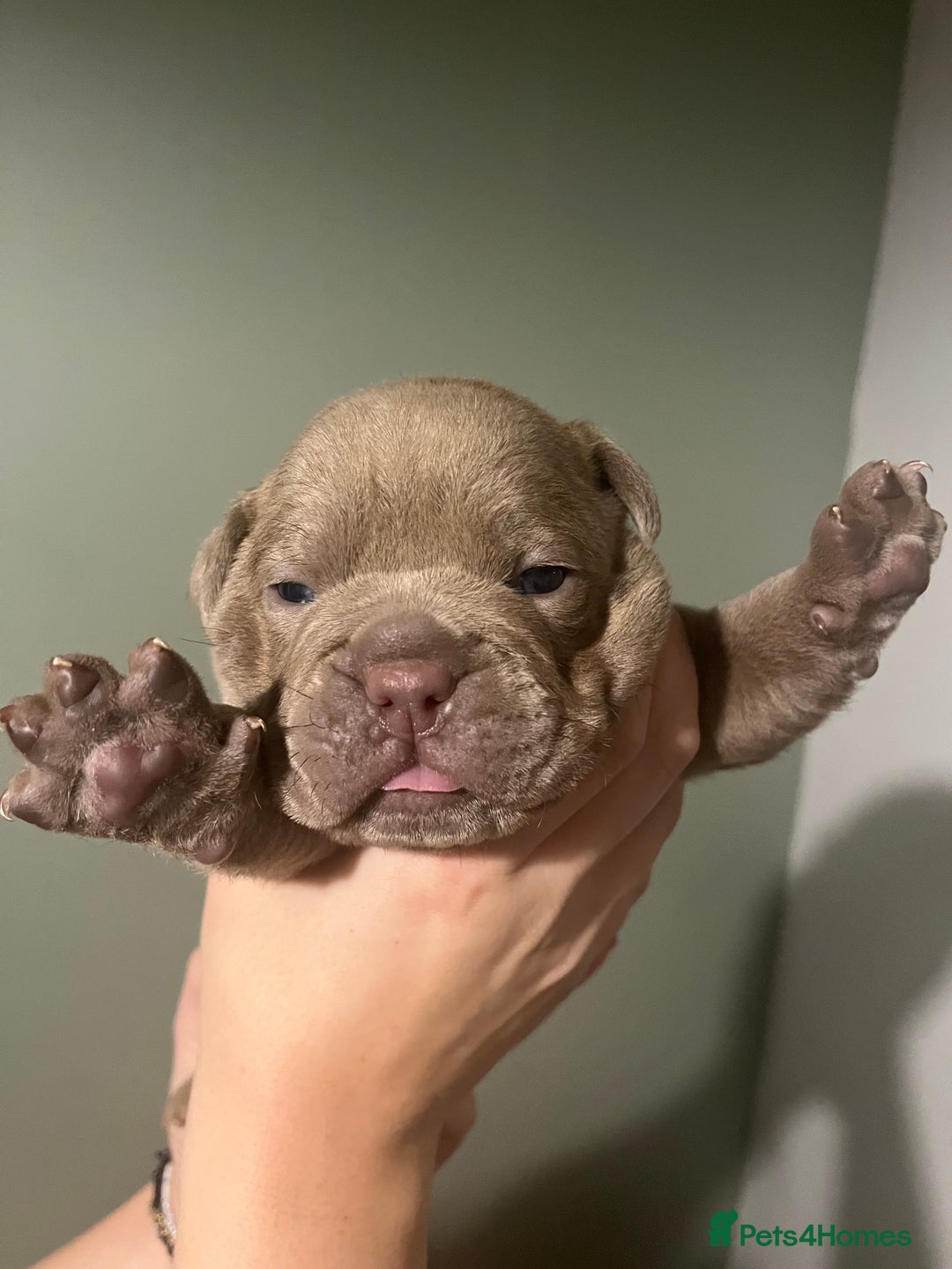 Olde English Bulldogge dogs for sale: Old English bulldog  - Advert 10