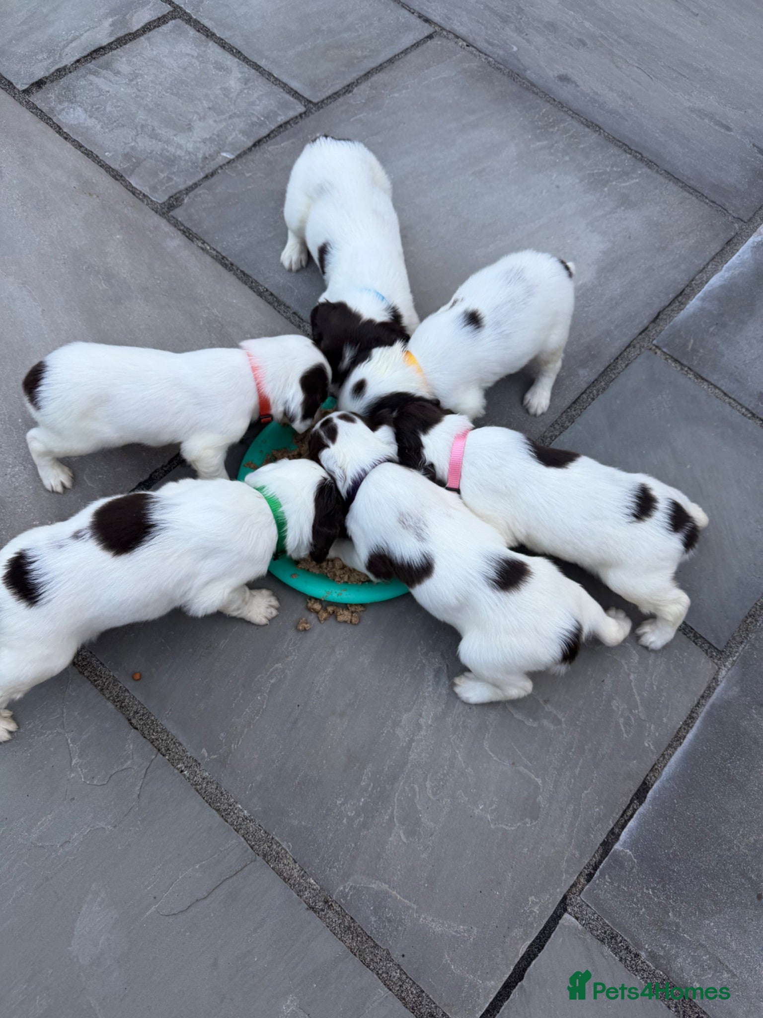 English Springer Spaniel dogs Quality English Working Springer Spaniel Puppies - Advert 1