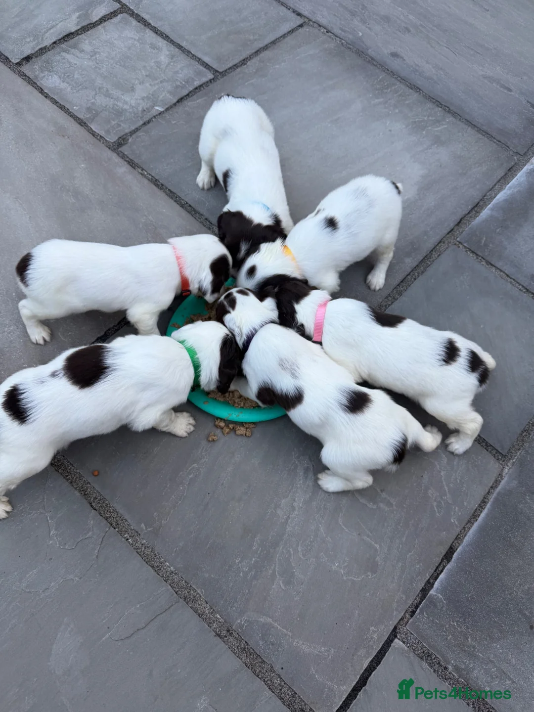English Springer Spaniel dogs for sale: Quality English Working Springer Spaniel Puppies - Advert 1