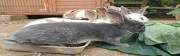 Mixed Breed rabbits for sale: 3 litters of mixed rabbits - Advert 7